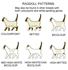 ragdoll-patterns