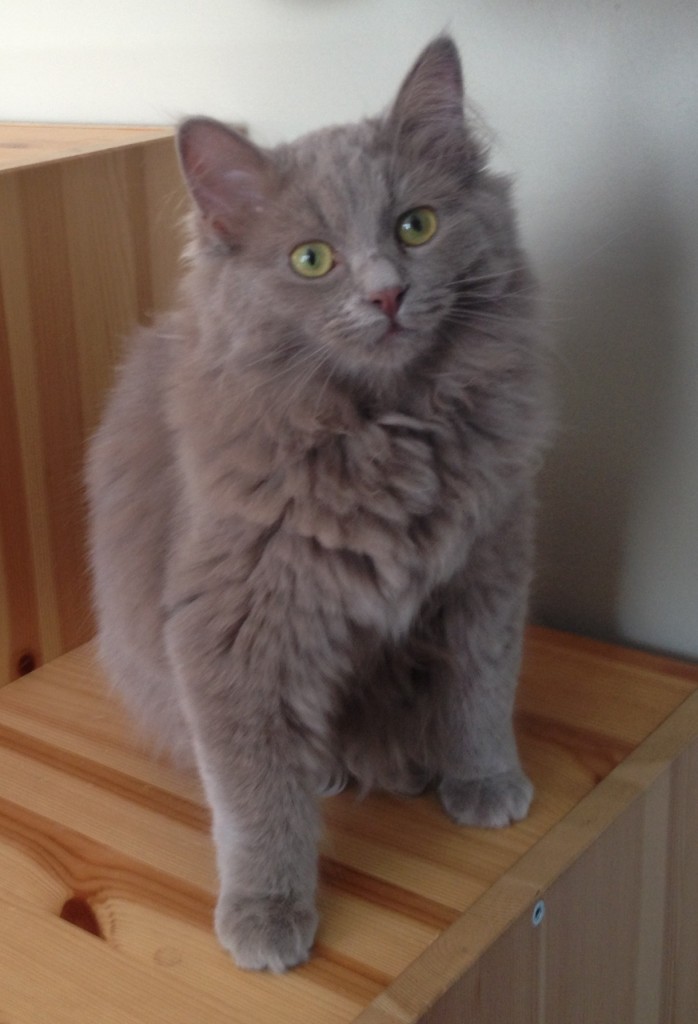 Solid Lilac Pinkerton Ragdolls