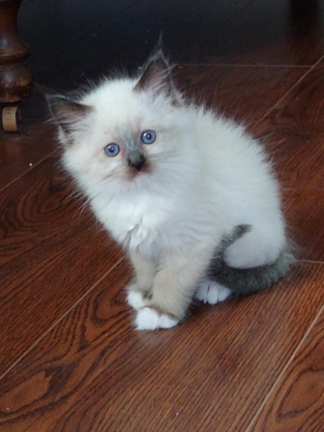 M - Seal Mitted - Pinkerton Ragdolls